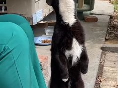 -小叮当动物医院·骨科·眼科