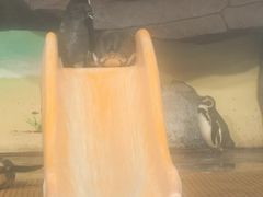 -海合安武汉极地海洋公园