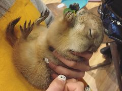 -藦茜花园宠物主题亲子互动体验馆(国顺东路店)