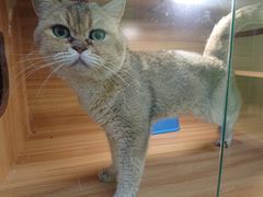 -猫十亿·布偶金渐层·曼基康矮脚猫舍(青年路店)