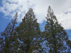 -黄海国家森林公园