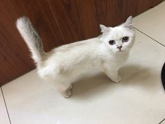 -鼓捣猫呢主题猫咖店