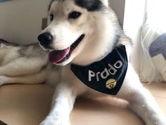 -Husky Go! 哈士奇体验馆·宠物咖啡厅狗咖