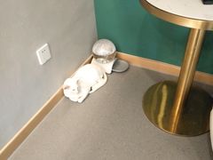 用餐区-飞行喵MR PILOT|猫舍·猫咖(静安大融城店)