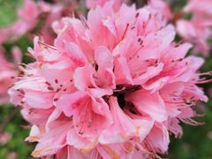 -南汇桃花村