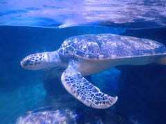 -海合安武汉极地海洋公园