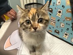 -纳吉亚猫专科动物医院·北北分院