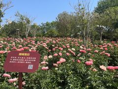 -曹州牡丹园