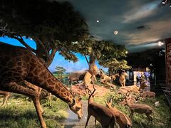 -国家自然博物馆