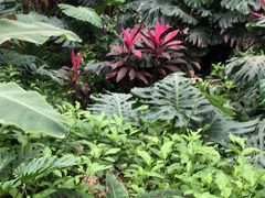 -呀路古热带植物园