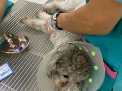 -北京恒爱动物医院(清景园分院)