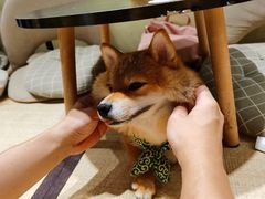 -逗柴咖啡屋·狗咖猫咖宠物桌游