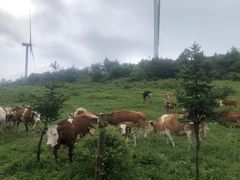 -齐岳山