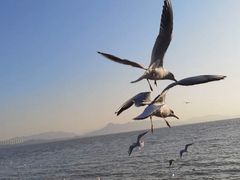 -深圳湾公园(南山区)