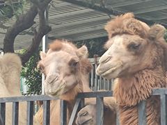 -泉州海丝野生动物世界