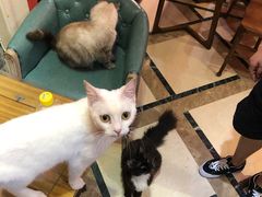-猫色咖啡·猫咖