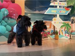 -百好乐宠物友好餐厅(朝外大街店)