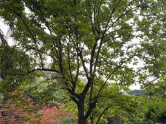 -莲湖公园