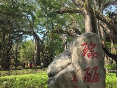 -独树成林
