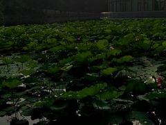 -二一九公园