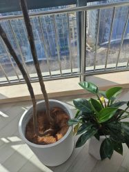 -HEYAN荷妍专业脱毛连锁机构