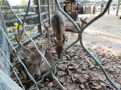 -静之湖湖畔餐厅
