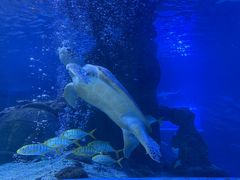 -太平洋海底世界