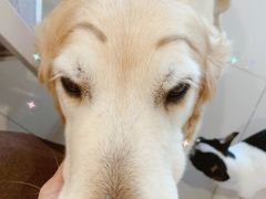 -百好乐宠物友好餐厅(朝外大街店)