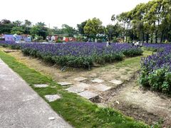 -广东花都香草世界旅游度假区