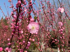 -永定河休闲森林公园