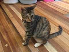 -猫的天空之城概念书店(杭州南宋御街店)