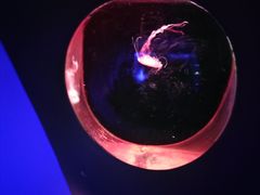 -大连圣亚海洋世界