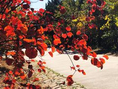 -北京西山国家森林公园