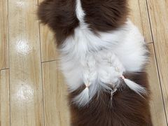-狗不理喵子(百富路店)