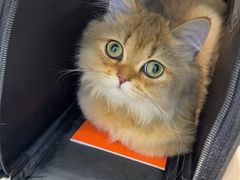 -瑞派·关忠动物医院·猫专科·犬专科(三环新城店)