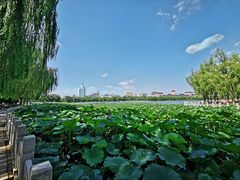 -莲花池公园