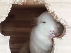 -瑞派·关忠动物医院·异宠专科·犬猫肿瘤·皮肤专科(望京店)