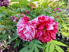 -莲花池公园