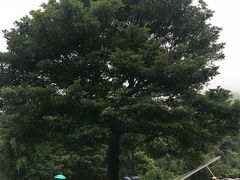 -广州市石门国家森林公园