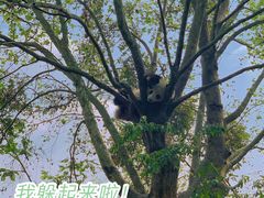 -成都大熊猫繁育研究基地