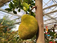 -南宫五洲植物乐园