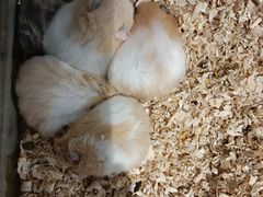 -怪兽屋·羊驼·猫咖·狗咖(俊华广场店)