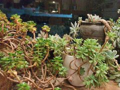 -四姑娘山阿巴郎·藏式花园餐厅