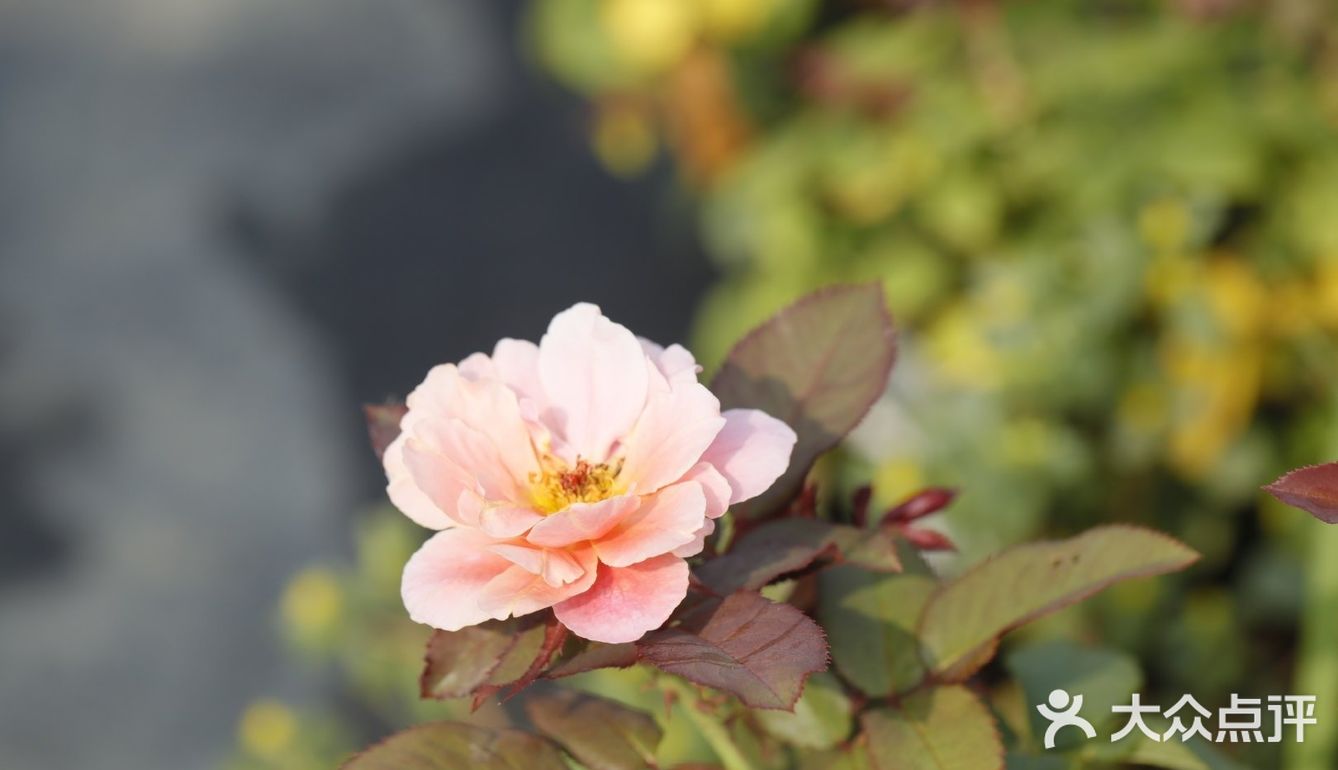 外瓣渐变复古优雅波浪般的花朵仙气十足无惧高温