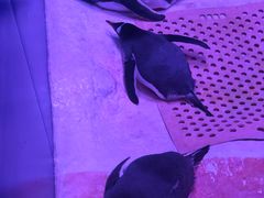 -暹罗海洋世界
