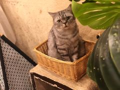 -猫友咖啡店(玉林西路店)