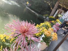 -杭州植物园