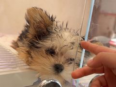 -翊宠yipet猫狗购宠庄园犬舍•猫舍