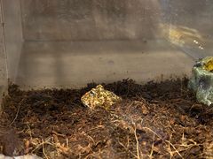 -酷以爬仙阁实体爬宠店·守宫·蜥蜴·专业繁育