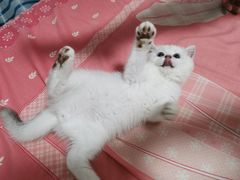 -欣宠猫屋·矮脚拿破仑·蓝金金渐层